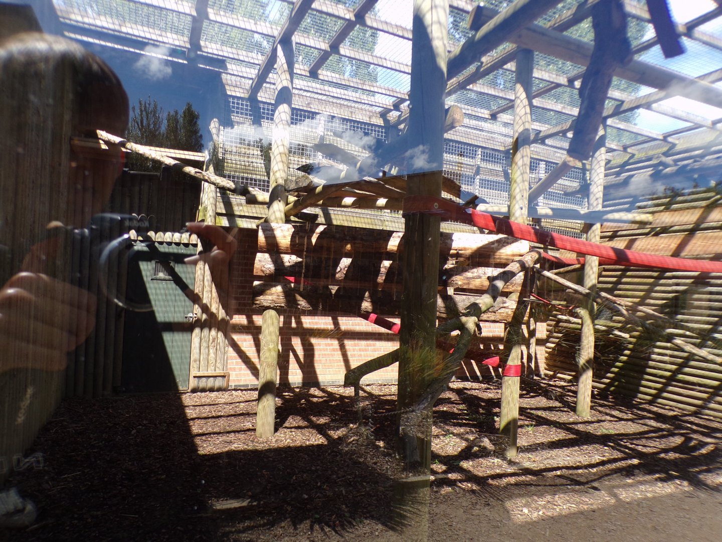 Dusky langur enclosure 7.7.24