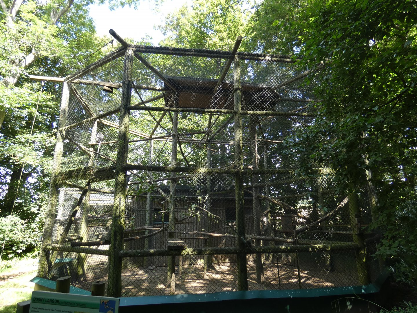 Dusky Langur enclosure