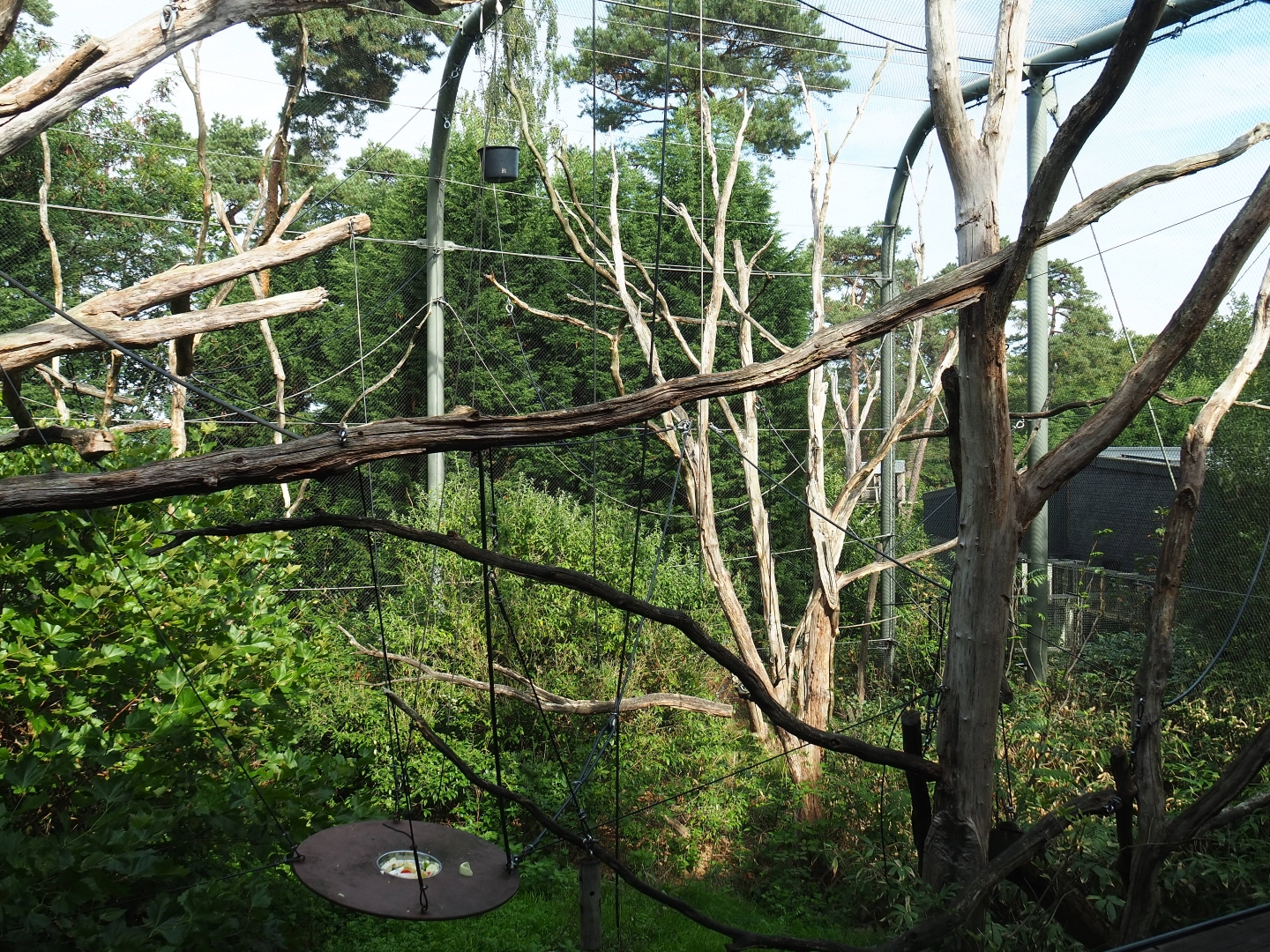 Dusky langur - Golden-cheeked gibbon exhibit (Sep 16th, 2018)