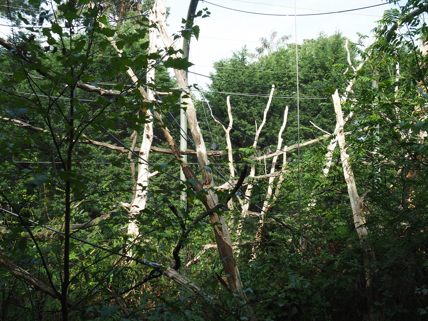 Dusky langur - Golden-cheeked gibbon exhibit (Sep 16th, 2018)