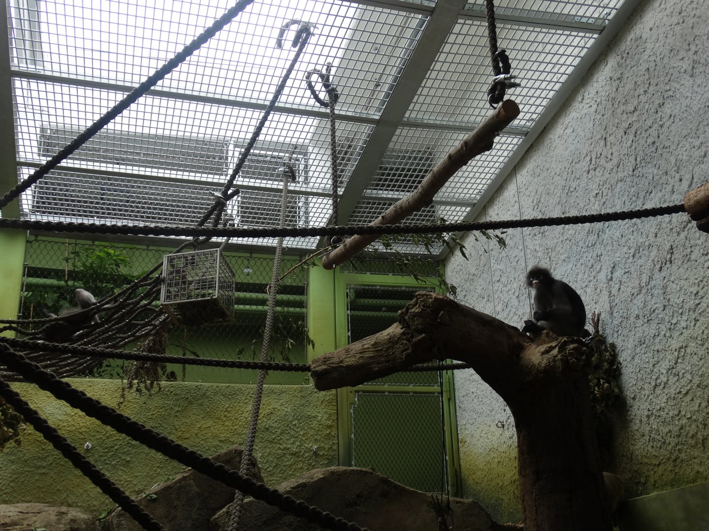 dusky langur indoor enclosure