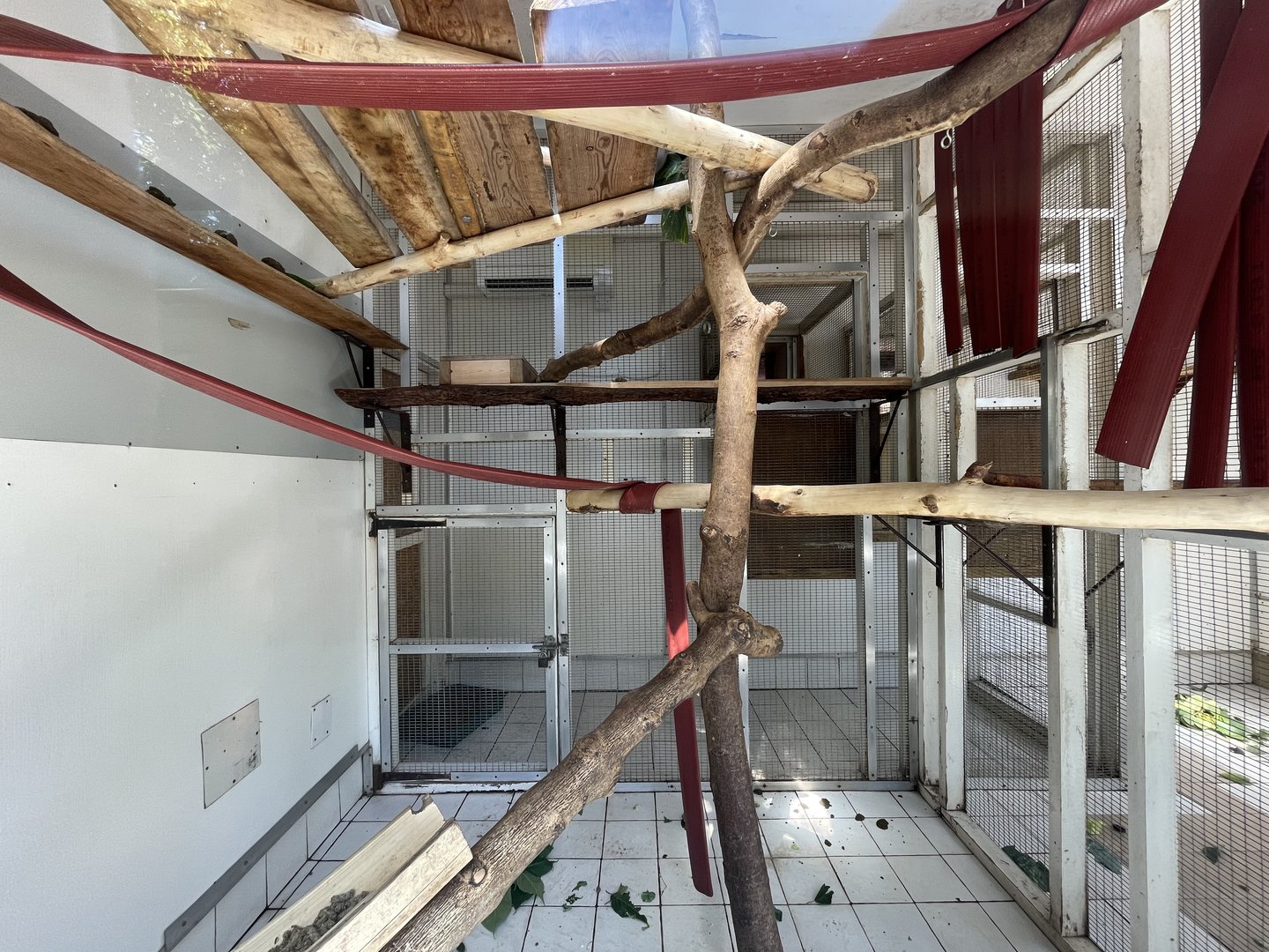 Dusky Langur Indoor Quarters