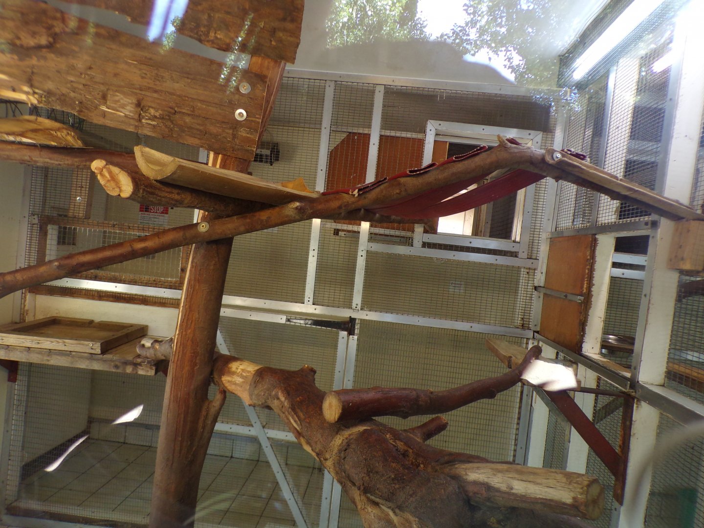 Dusky langur indoors 7.7.24