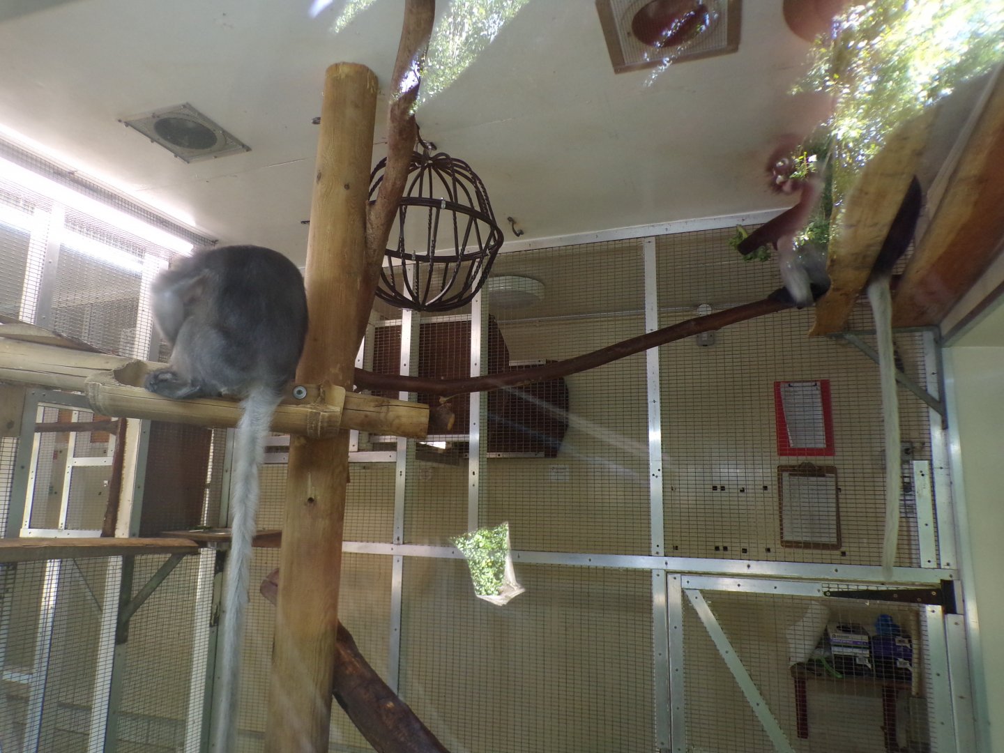 Dusky langur indoors 7.7.24