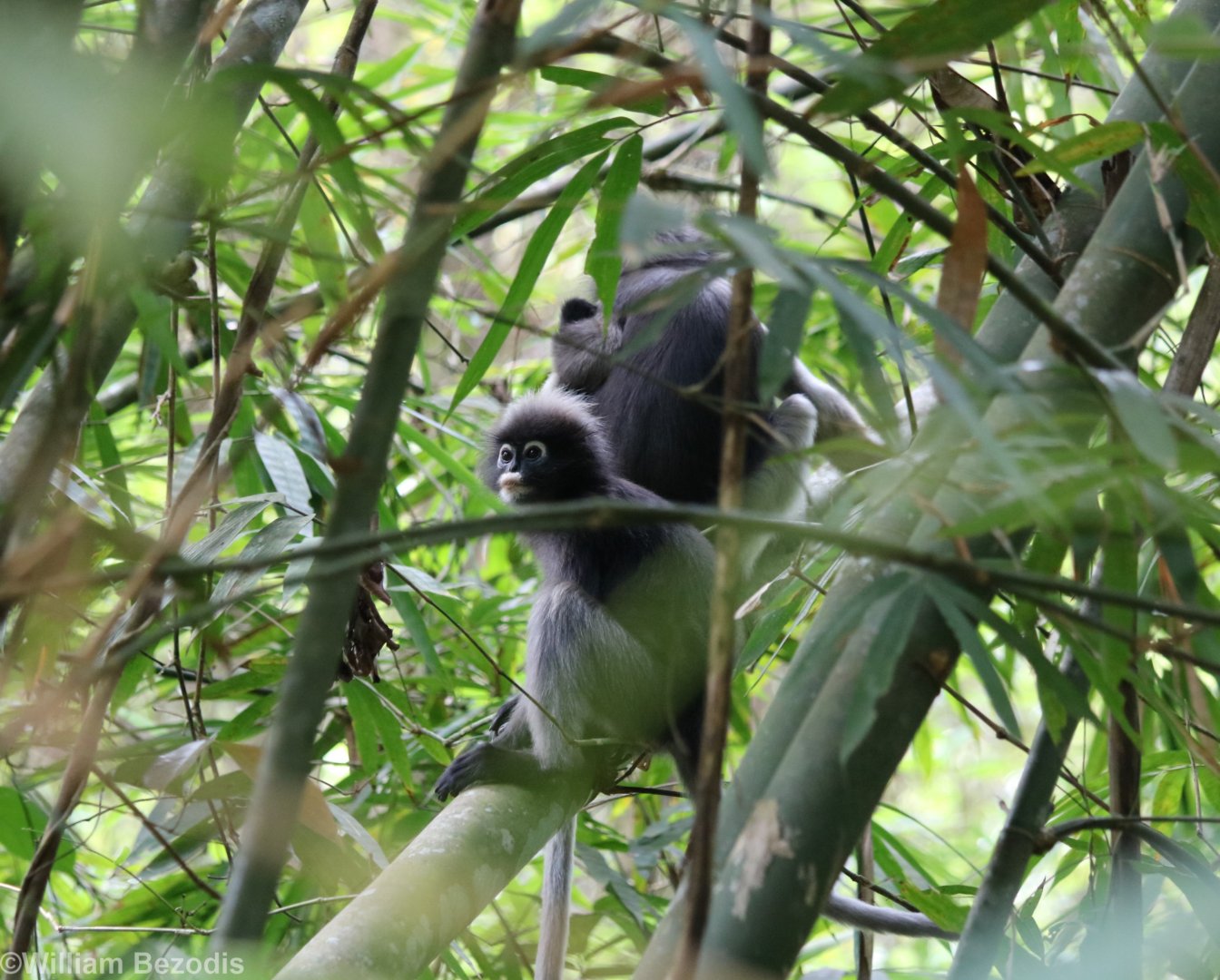 Dusky Langur - Kaeng Krachan National Park