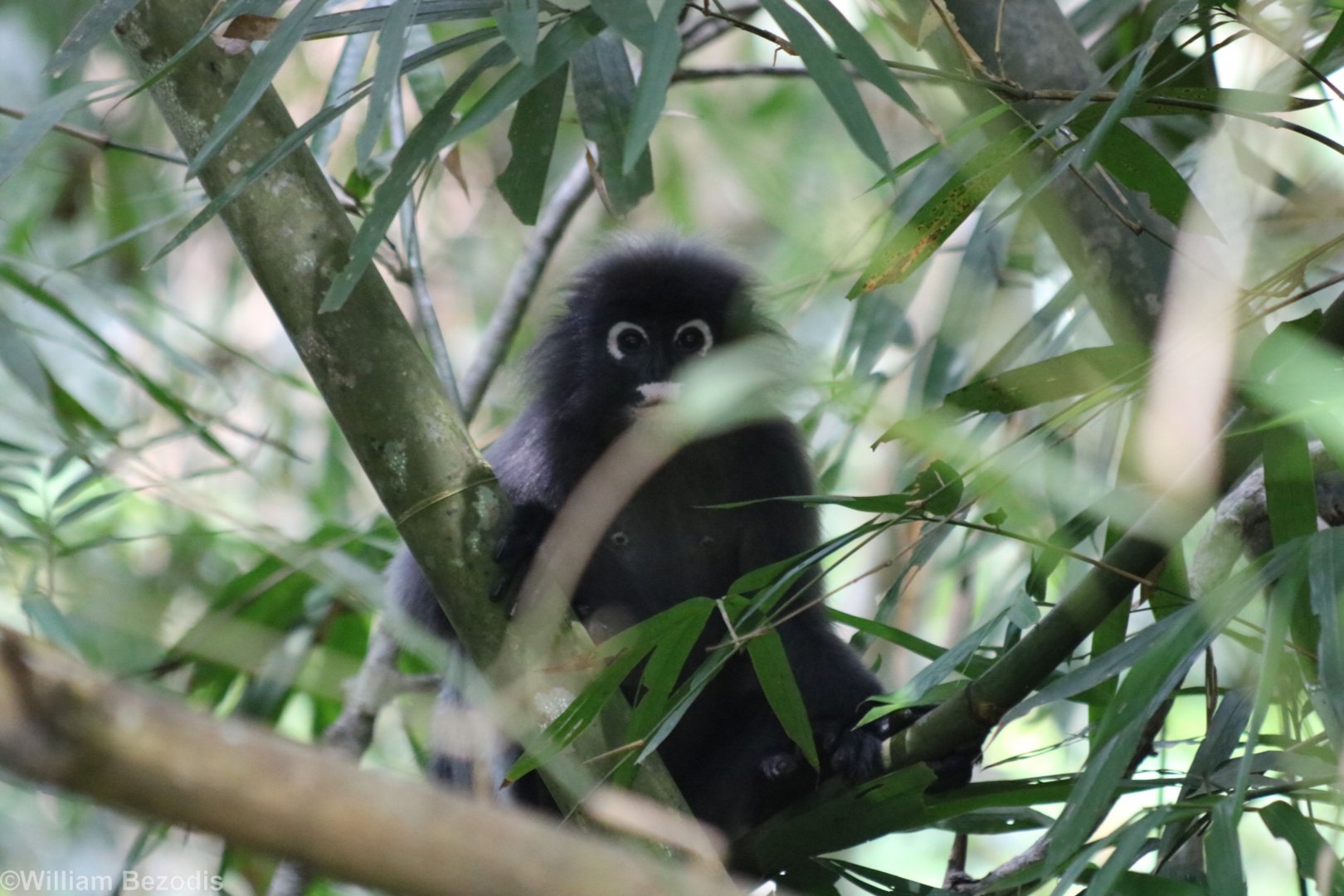 Dusky Langur - Kaeng Krachan National Park