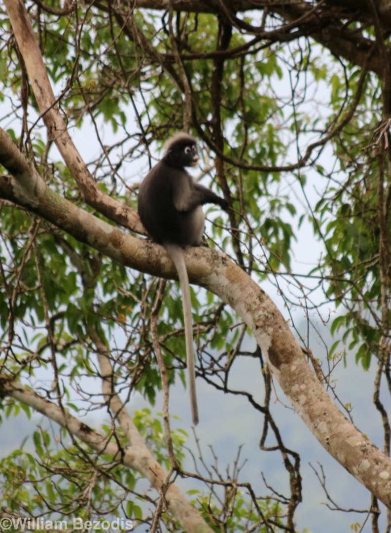 Dusky Langur - Kaeng Krachan National Park