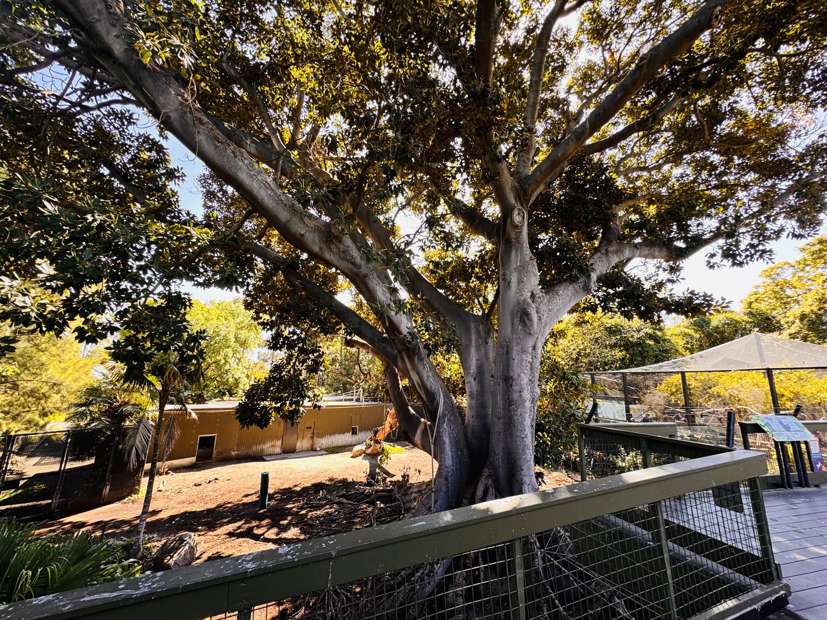 Dusky Langur/Malayan Tapir enclosure