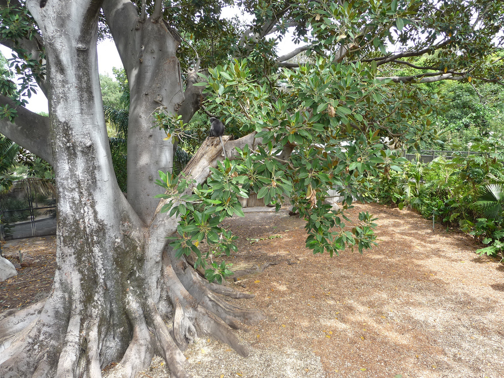 Dusky Langur/Malayan Tapir