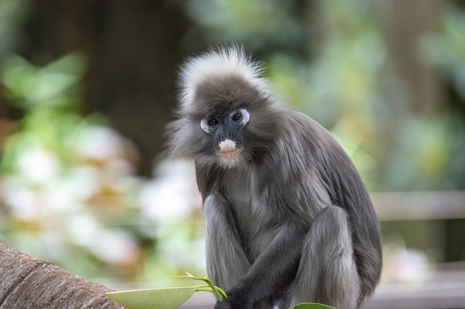Dusky langur 'Nanti'