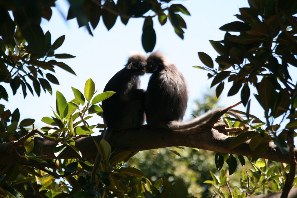 Dusky Langur pair
