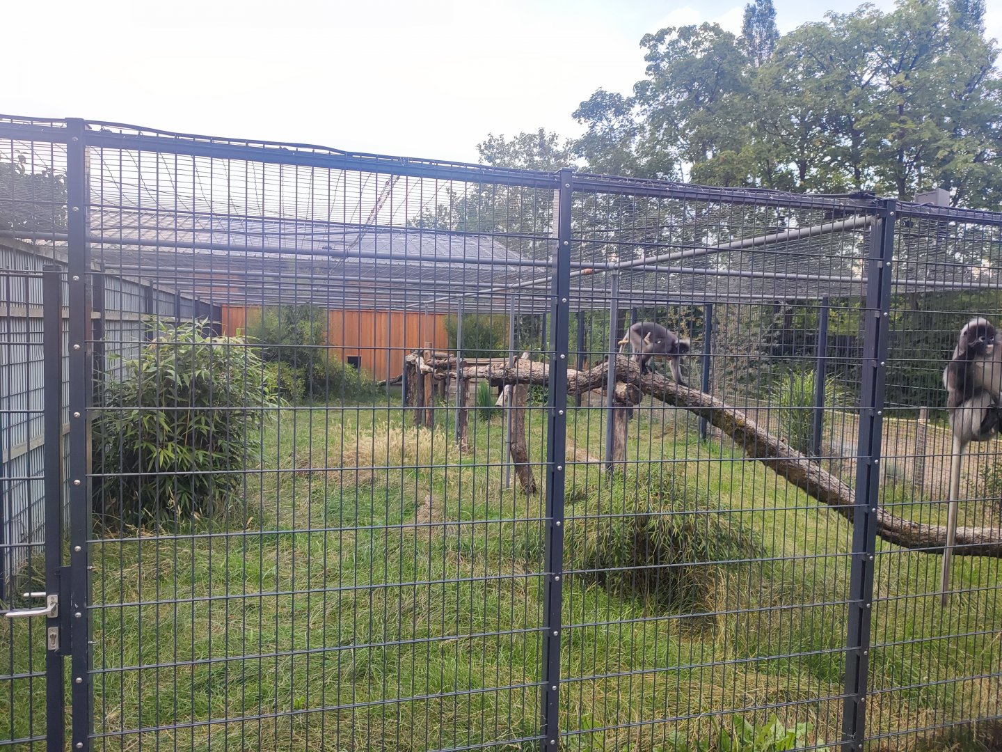 Dusky langur second enclosure - Artenschutzzentrum Grasleben