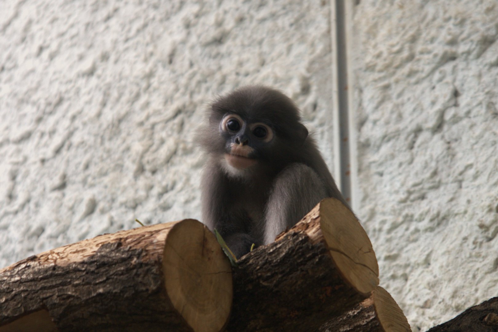 Dusky Langur (Trachypithecus obscurus), 14-09-25