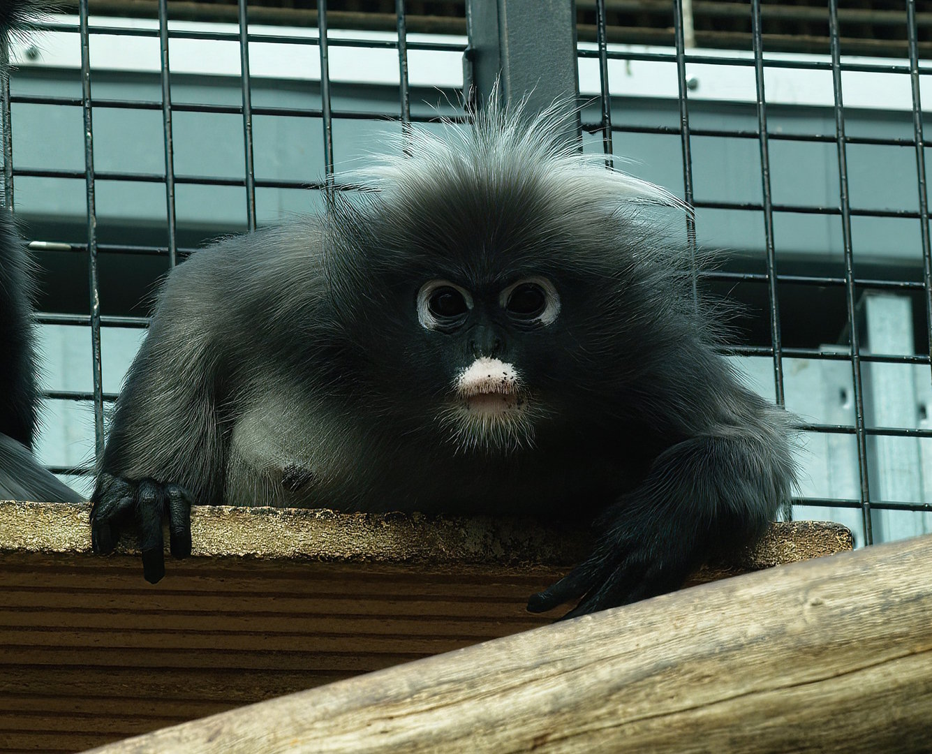 Dusky langur (Trachypithecus obscurus), 2012-09-15