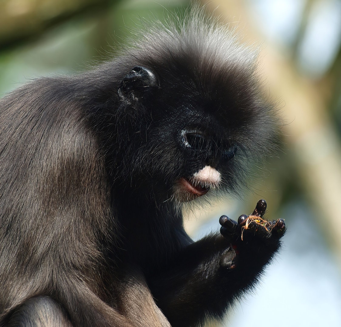 Dusky langur (Trachypithecus obscurus), 2014-09-07