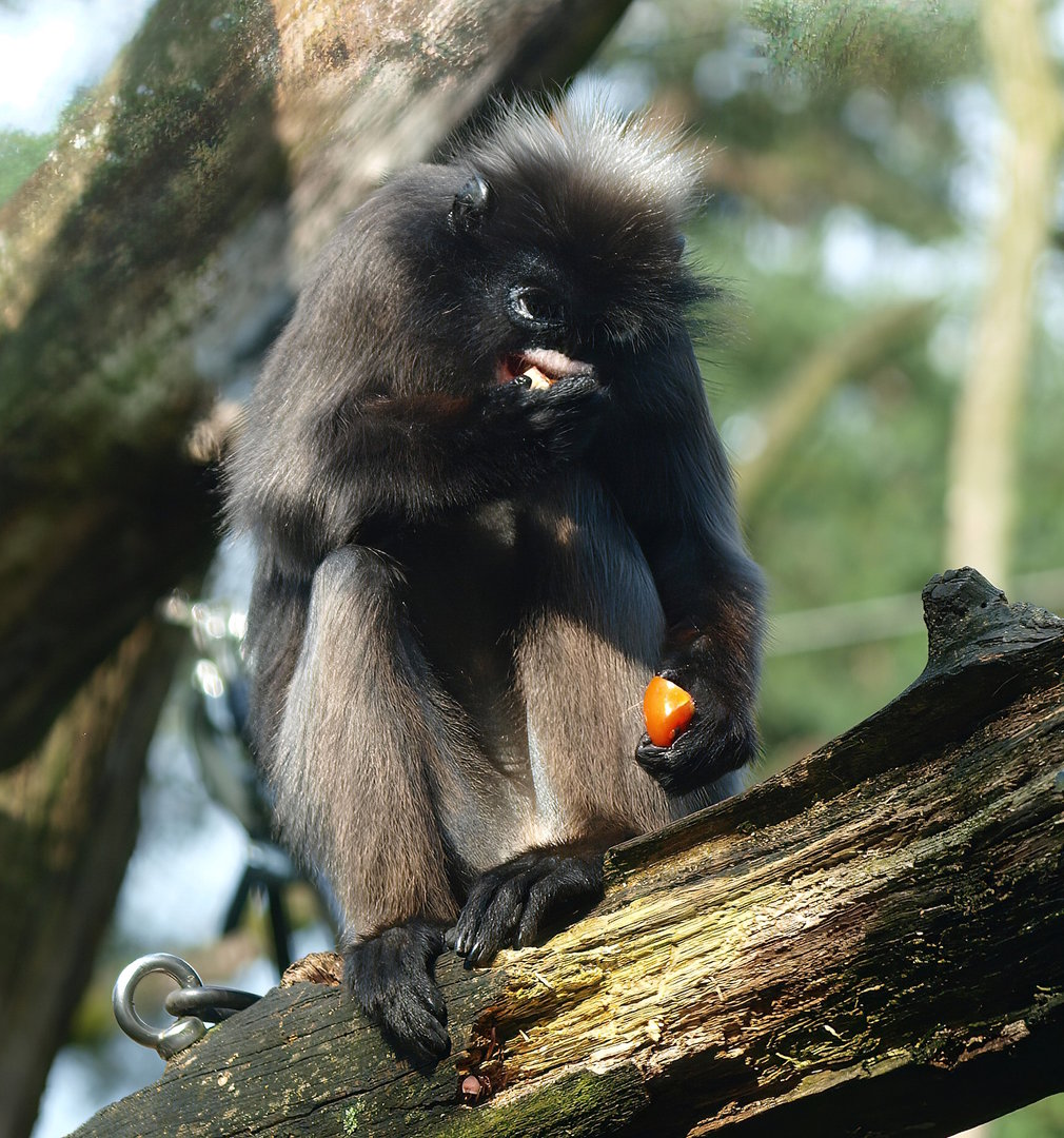 Dusky langur (Trachypithecus obscurus), 2014-09-07