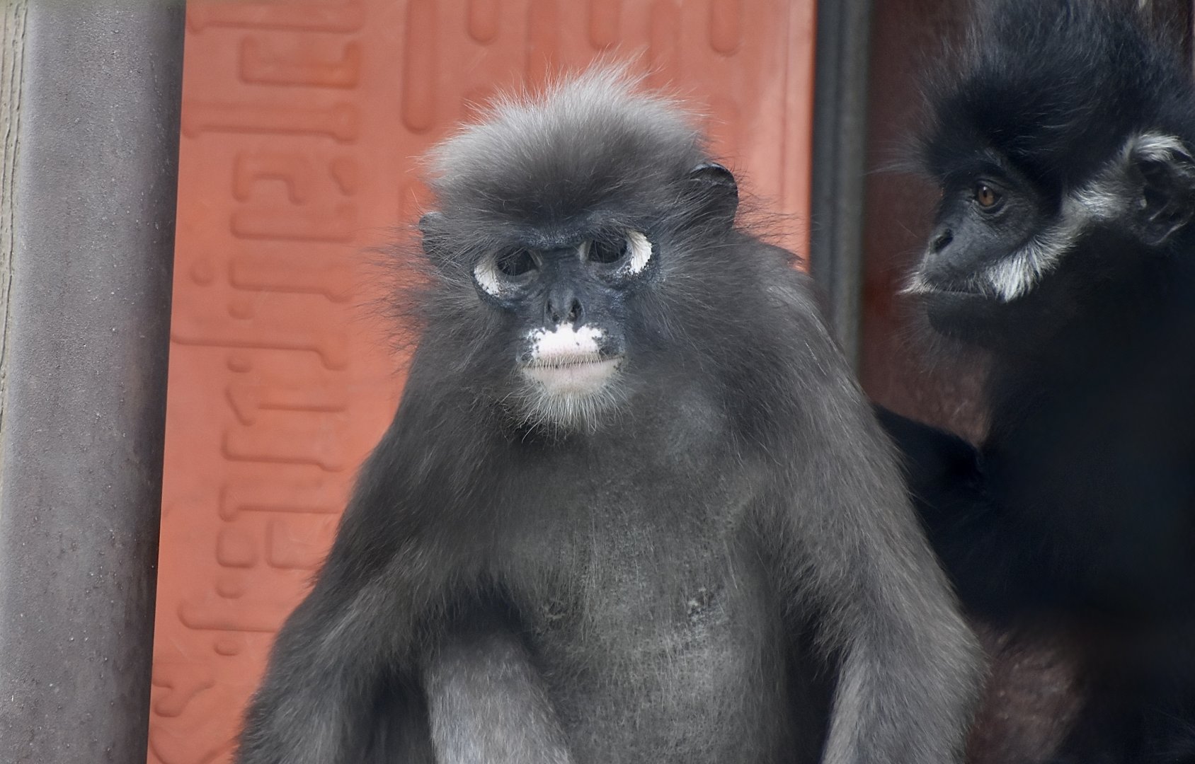 Dusky Langur (Trachypithecus obscurus) and Francois' Langur (Trachypithecus francoisi)