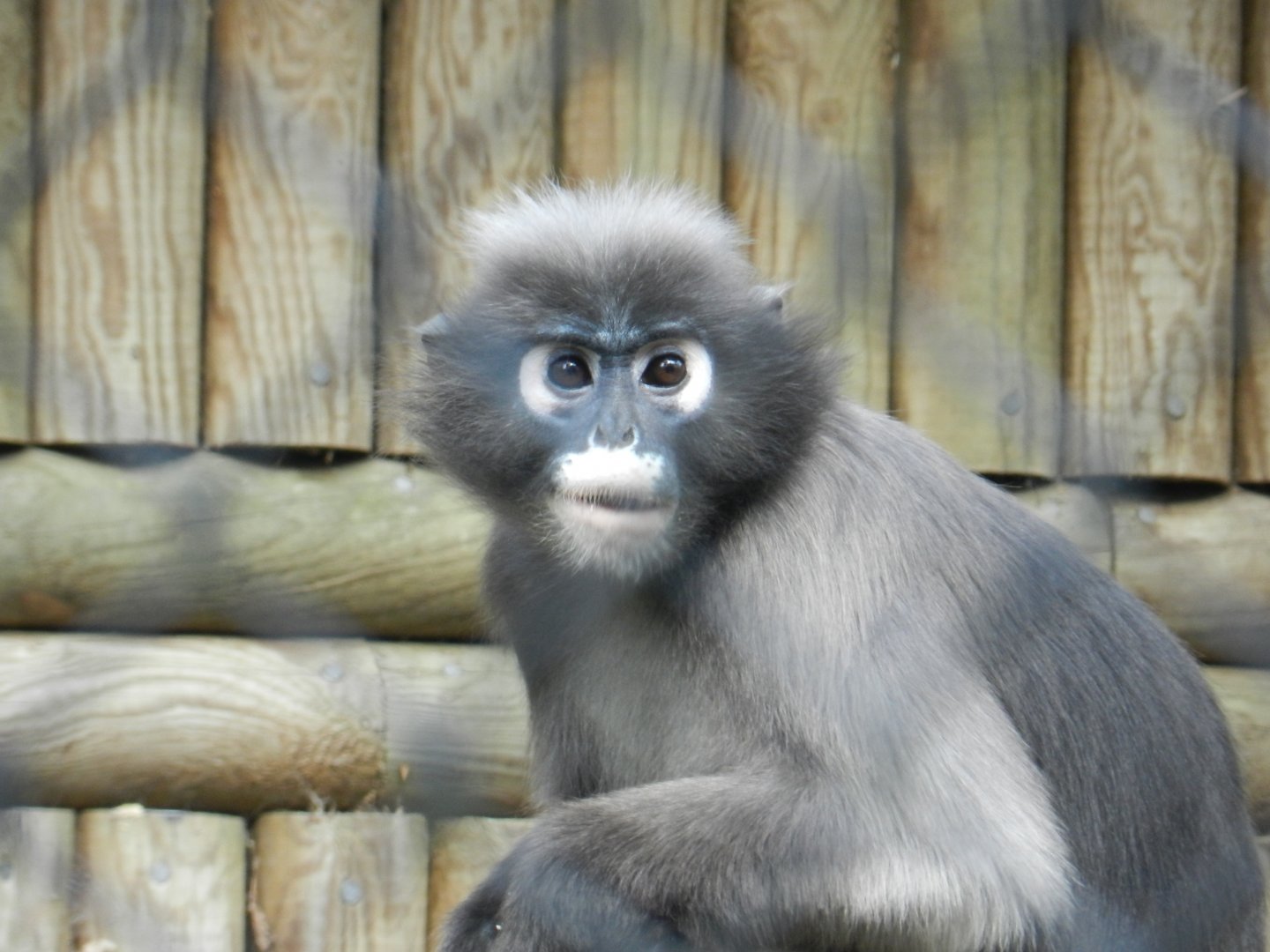 Dusky Langur (Trachypithecus obscurus) at Howletts Wild Animal Park, England