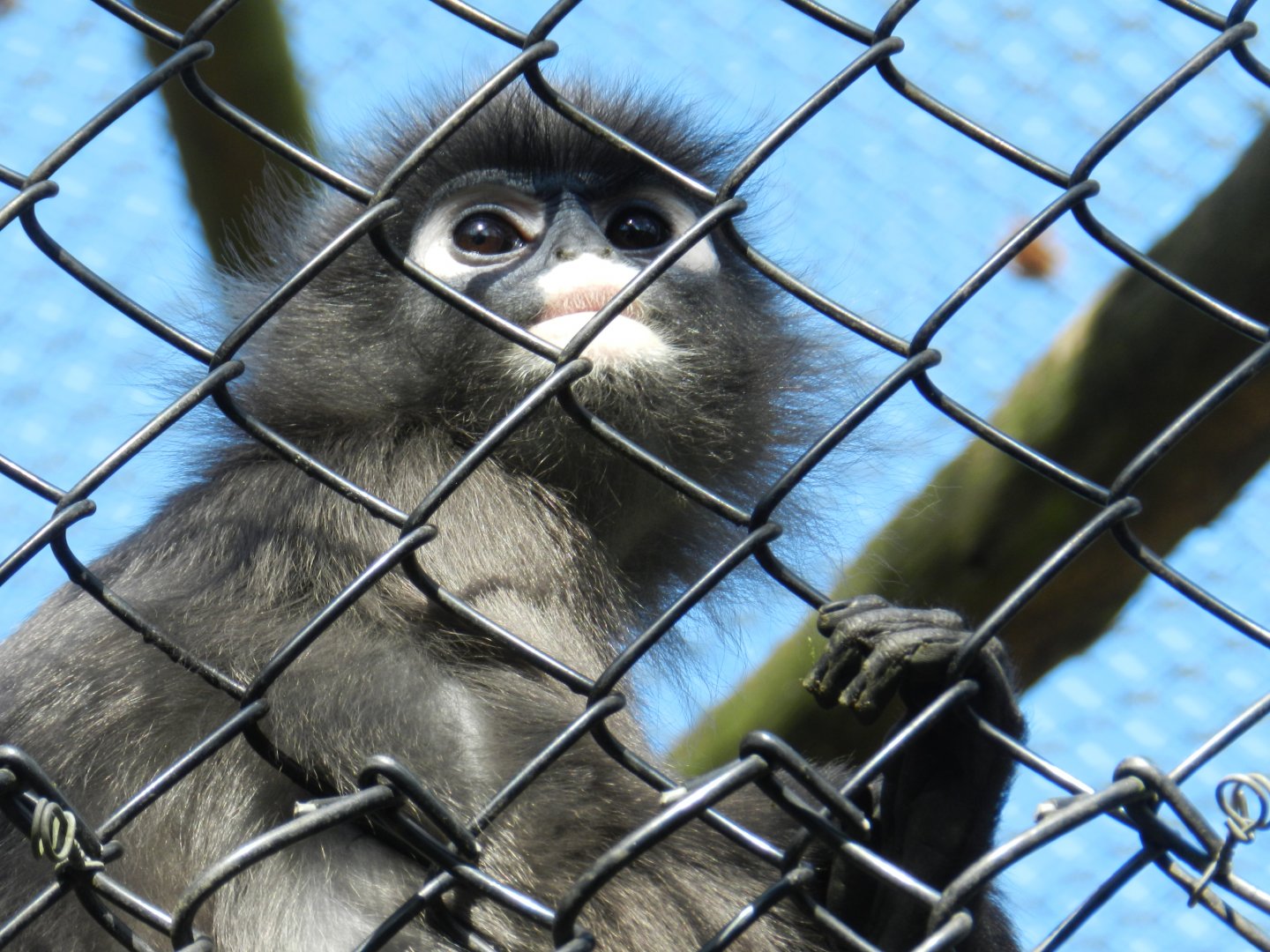 Dusky Langur (Trachypithecus obscurus) at Howletts Wild Animal Park, England