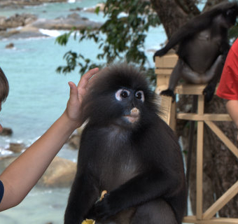 Dusky Langur - Trachypithecus obscurus - Langkawi 2009