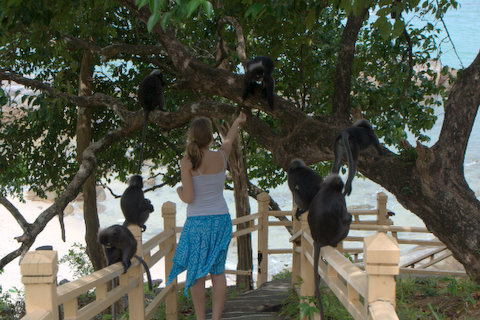 Dusky Langur - Trachypithecus obscurus - Langkawi 2009