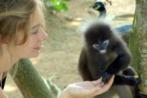 Dusky Langur - Trachypithecus obscurus - Langkawi 2009