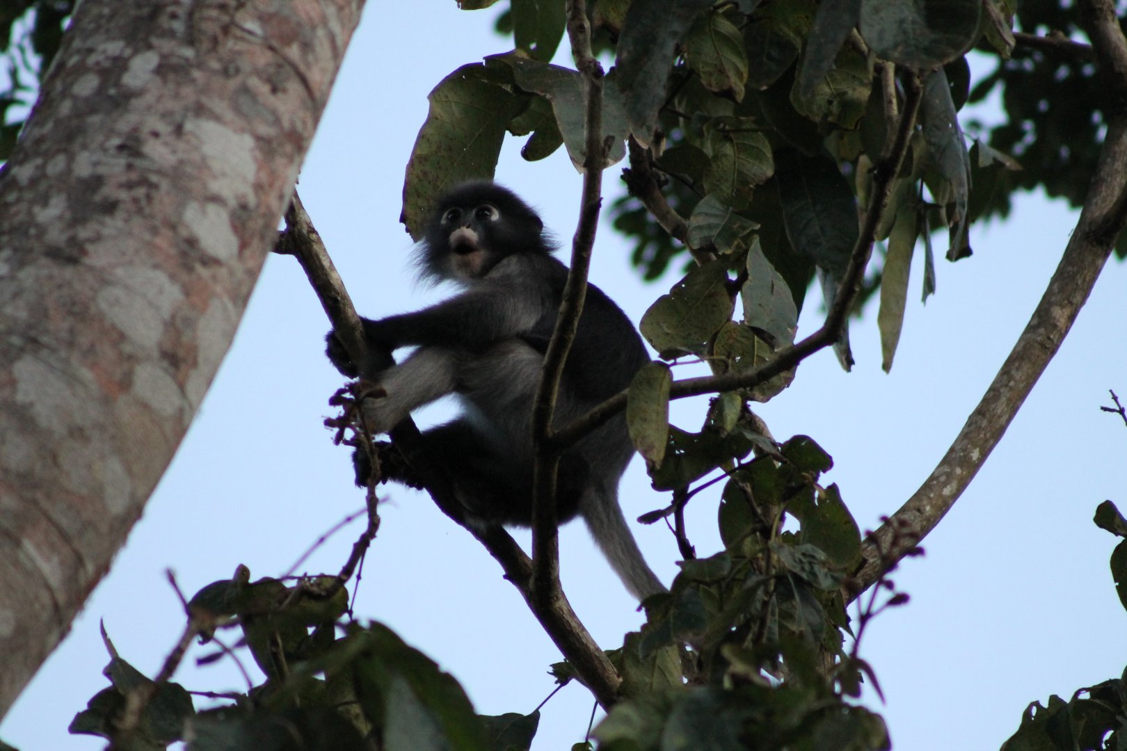 Dusky Langur (Trachypithecus obscurus)