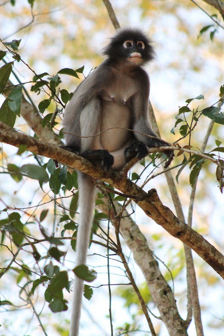 Dusky Langur (Trachypithecus obscurus)