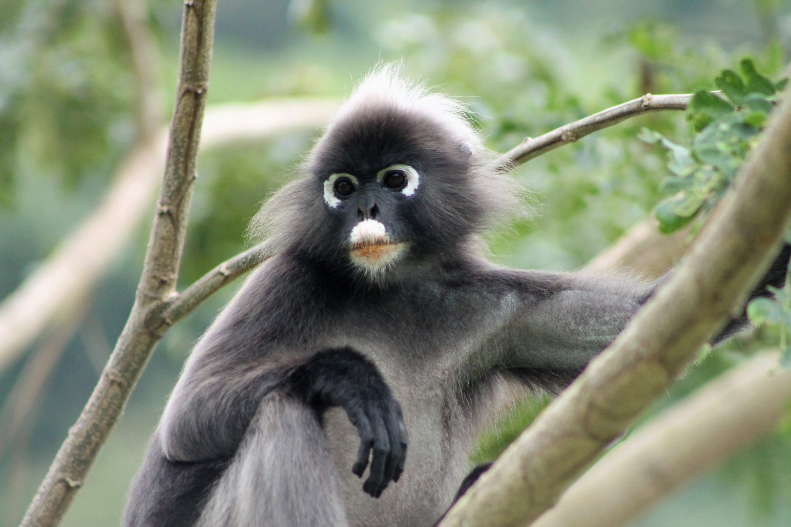 Dusky Langur (Trachypithecus obscurus)