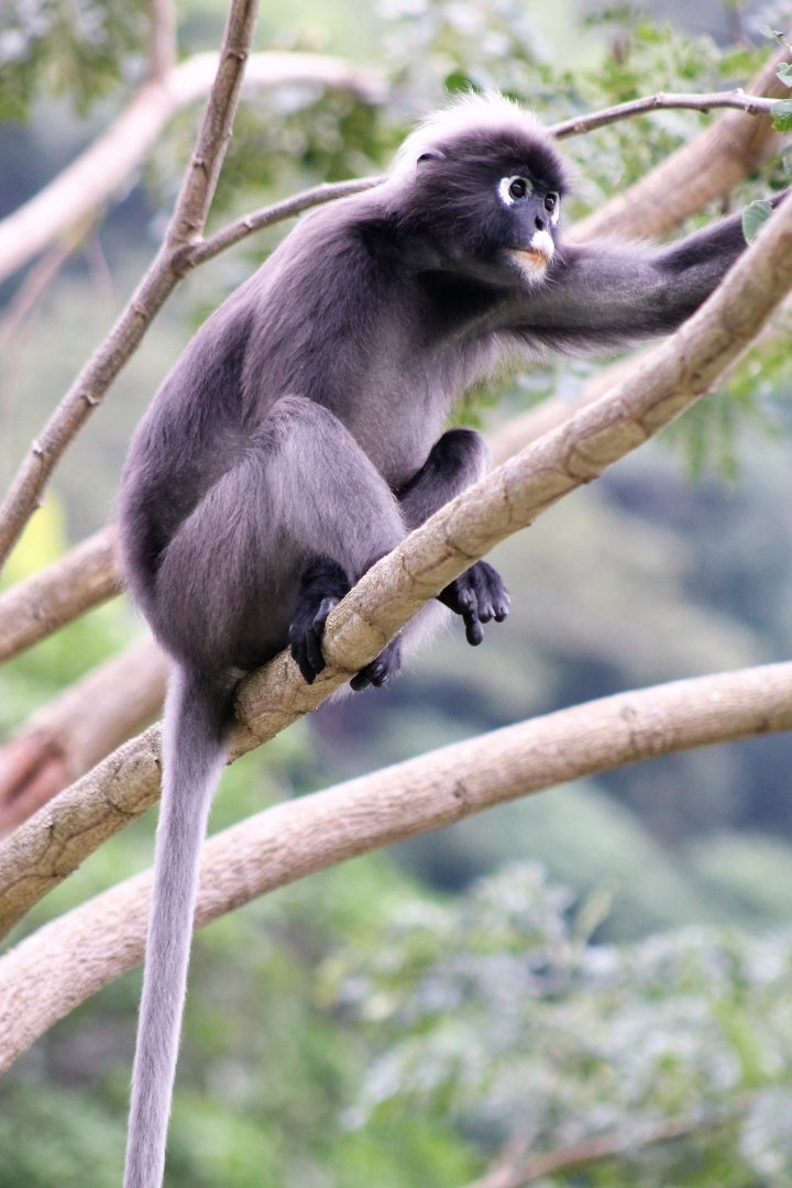 Dusky Langur (Trachypithecus obscurus)
