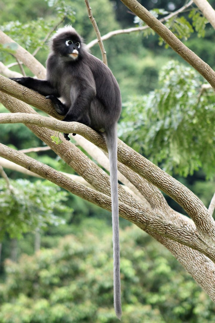 Dusky Langur (Trachypithecus obscurus)