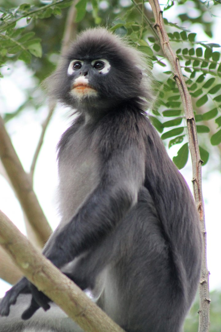 Dusky Langur (Trachypithecus obscurus)