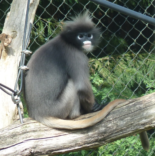 Dusky langur (Trachypithecus obscurus)