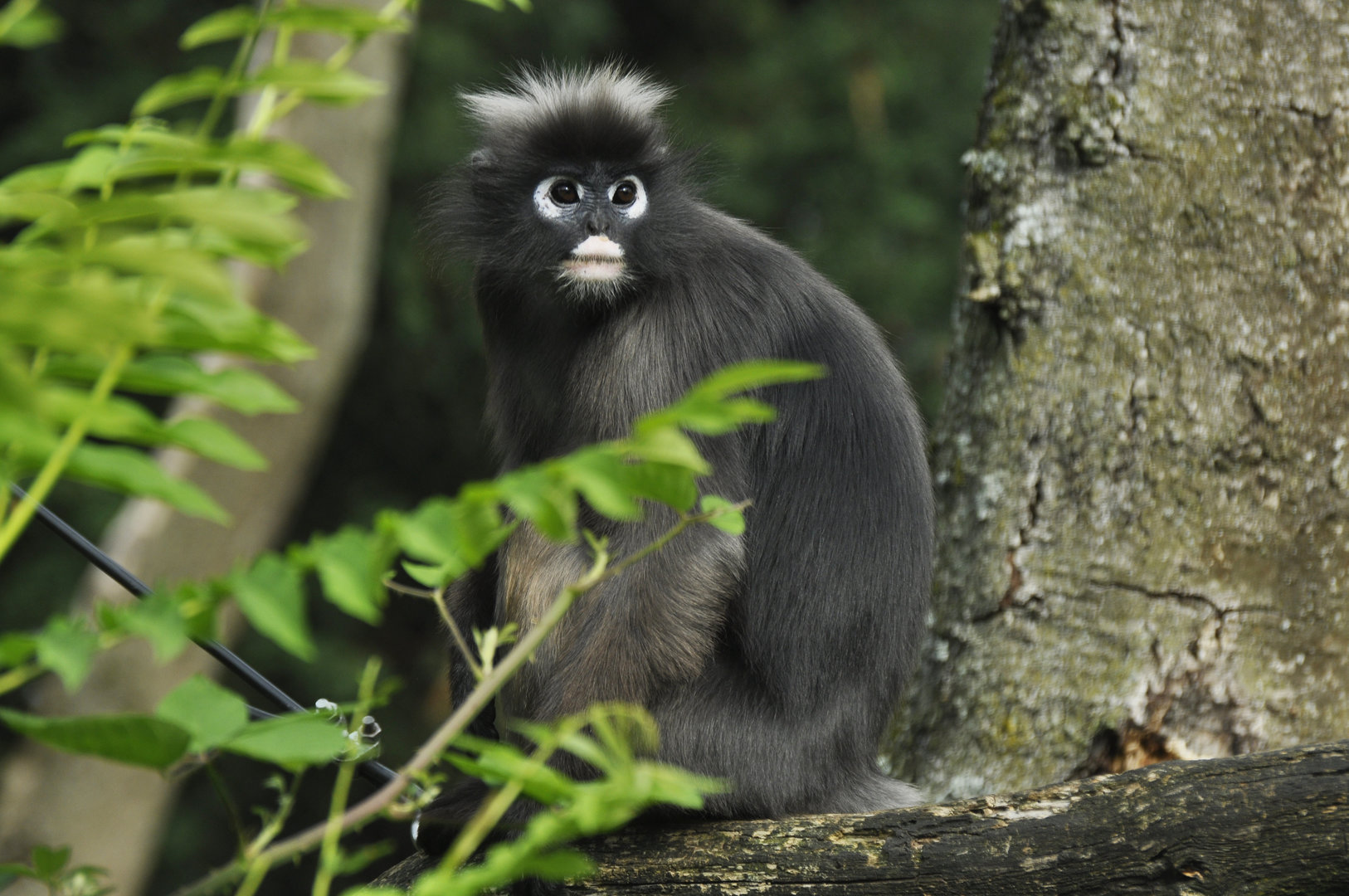 Dusky langur Trachypithecus obscurus