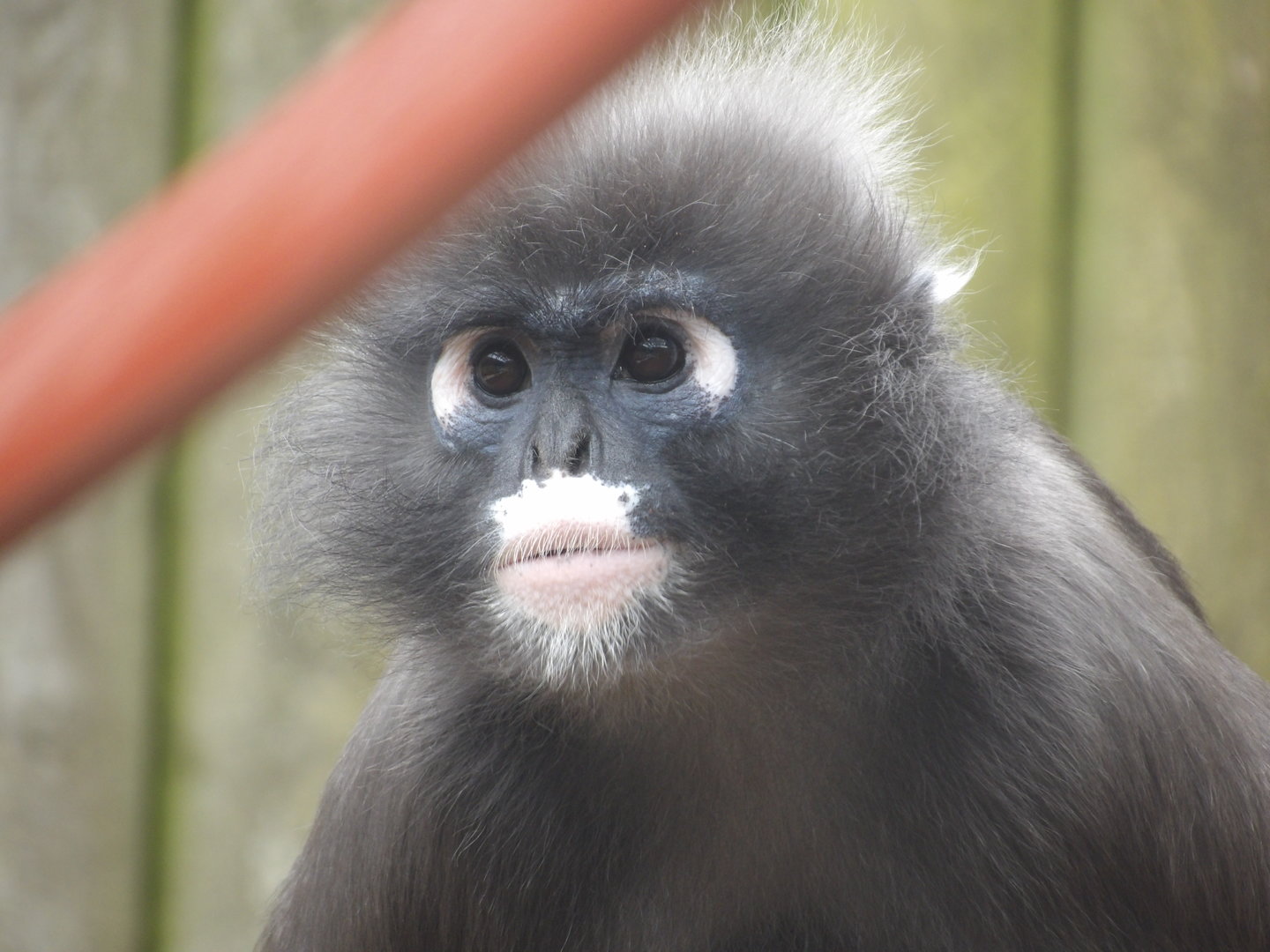 Dusky Langur (Trachypithecus obscurus)