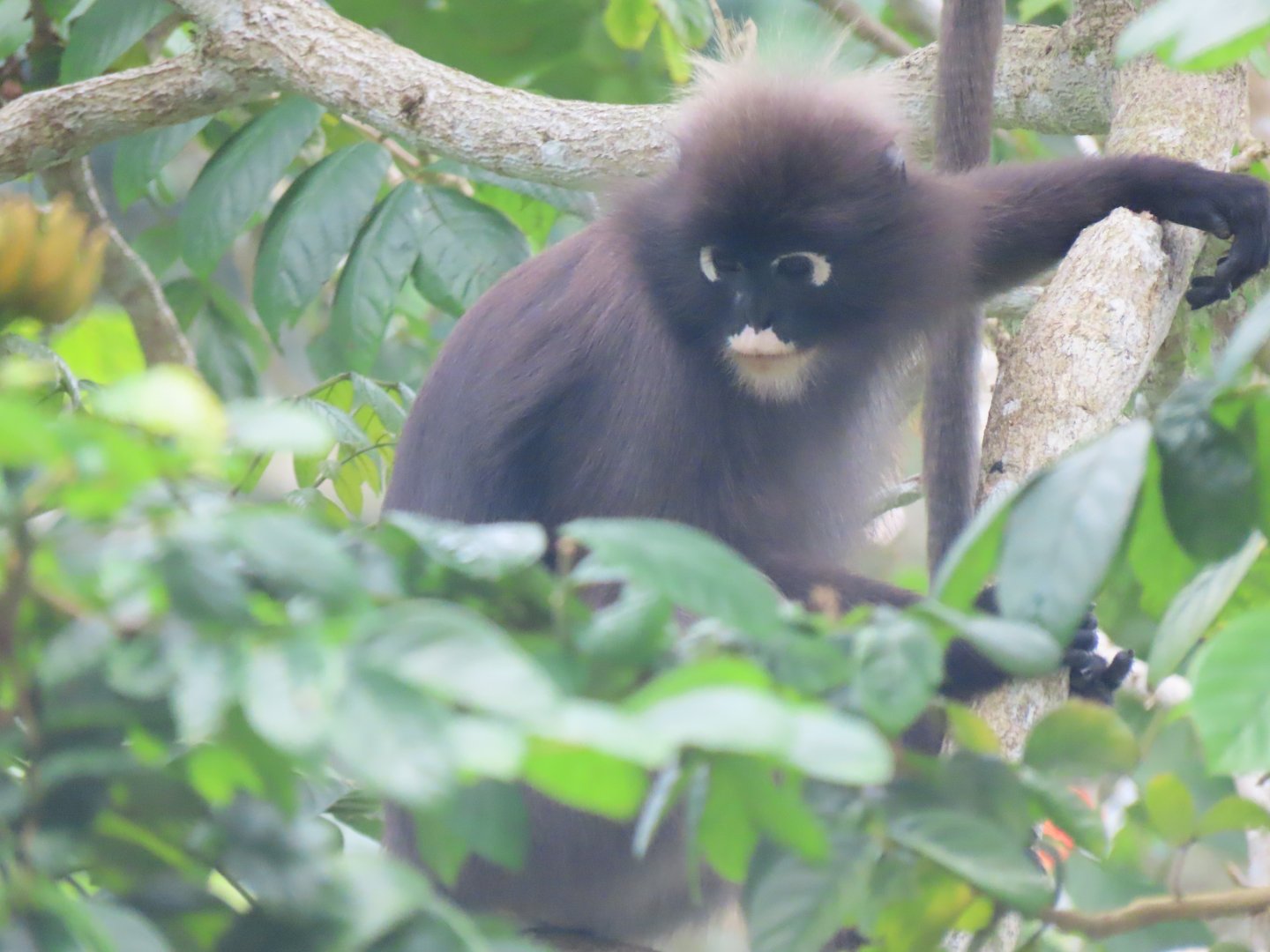 Dusky langur (Trachypithecus obscurus)