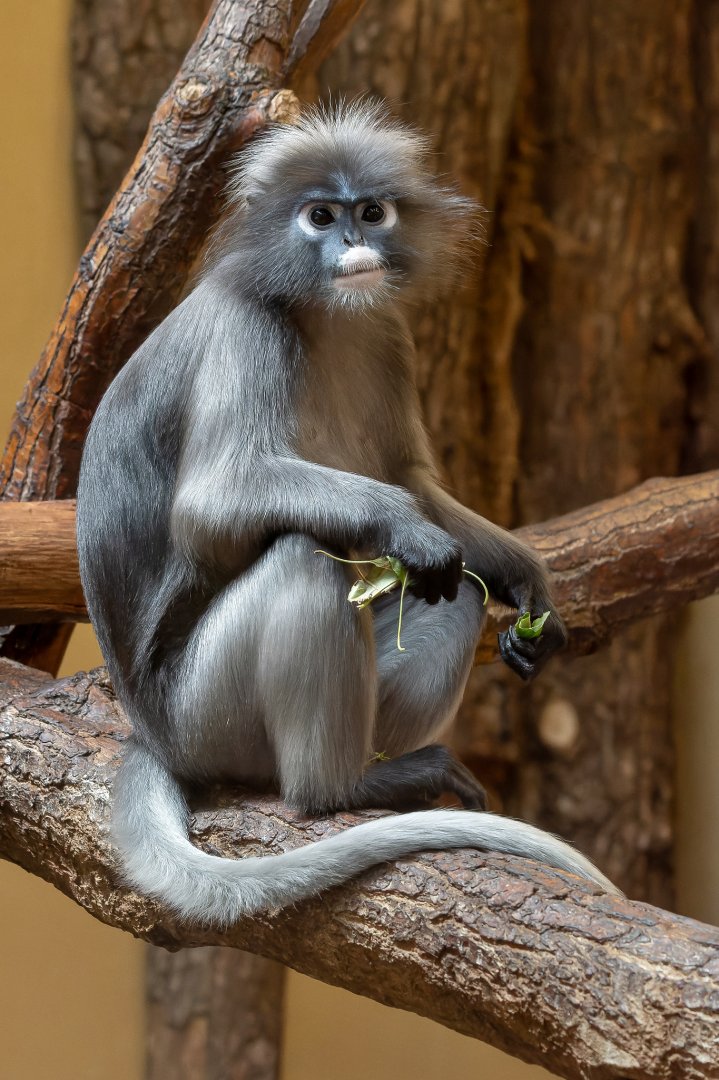 Dusky langur (Trachypithecus obscurus)
