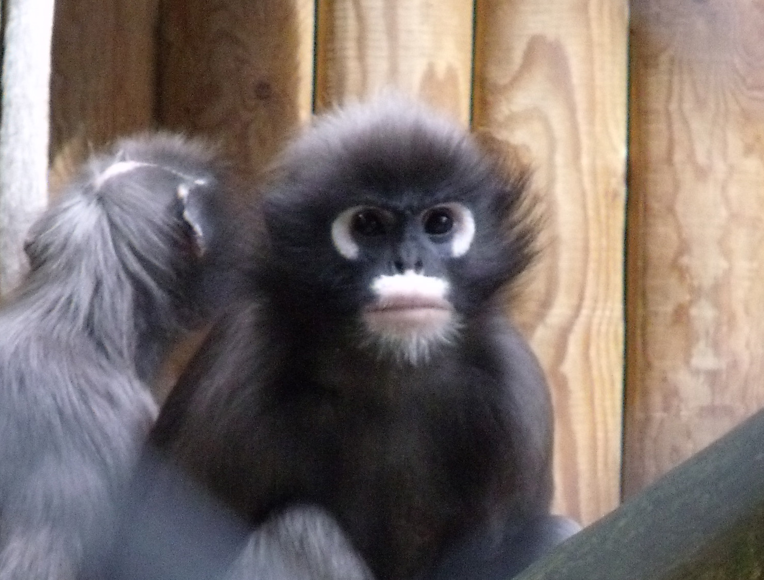 Dusky Langur