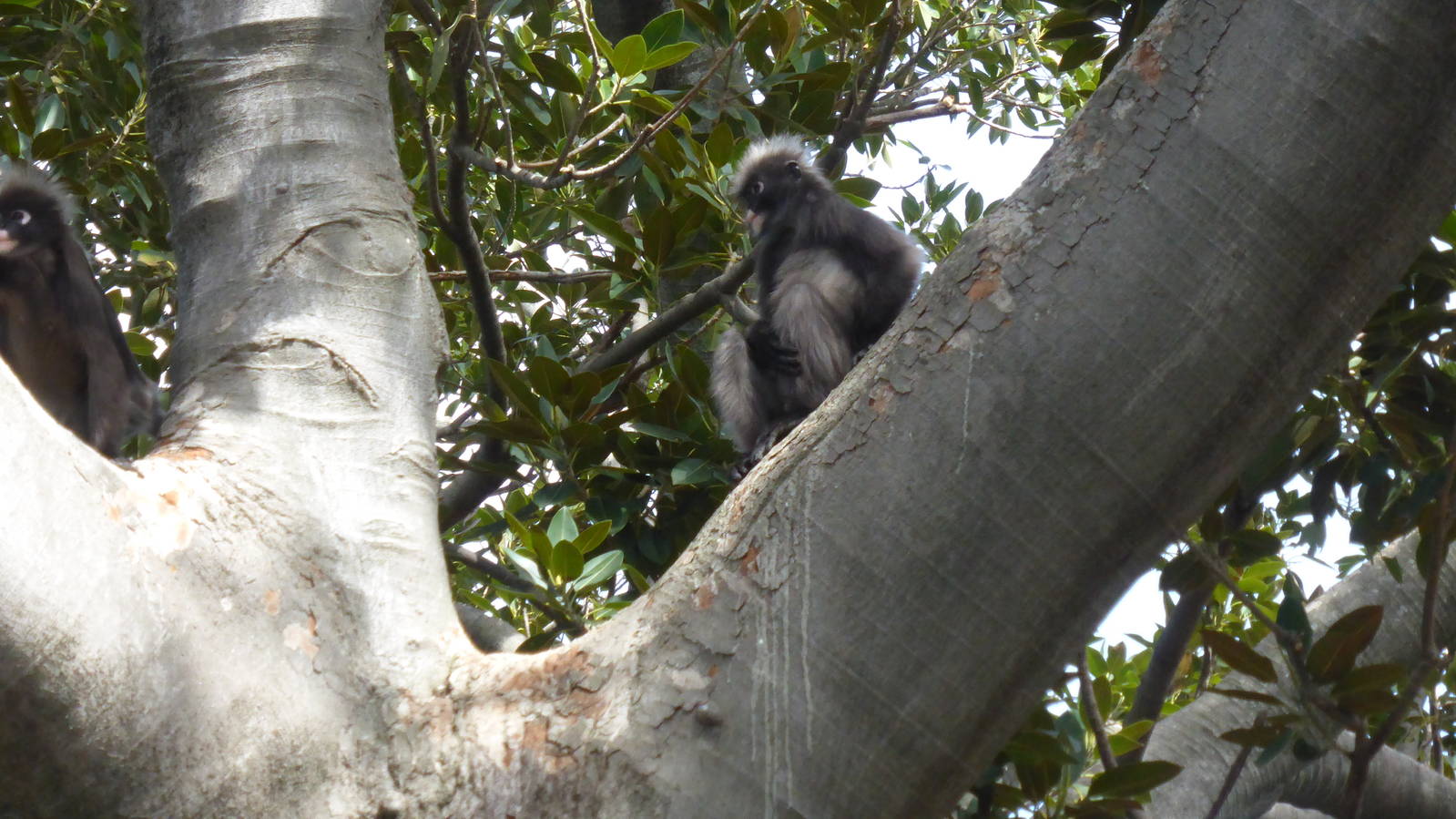 Dusky Langur
