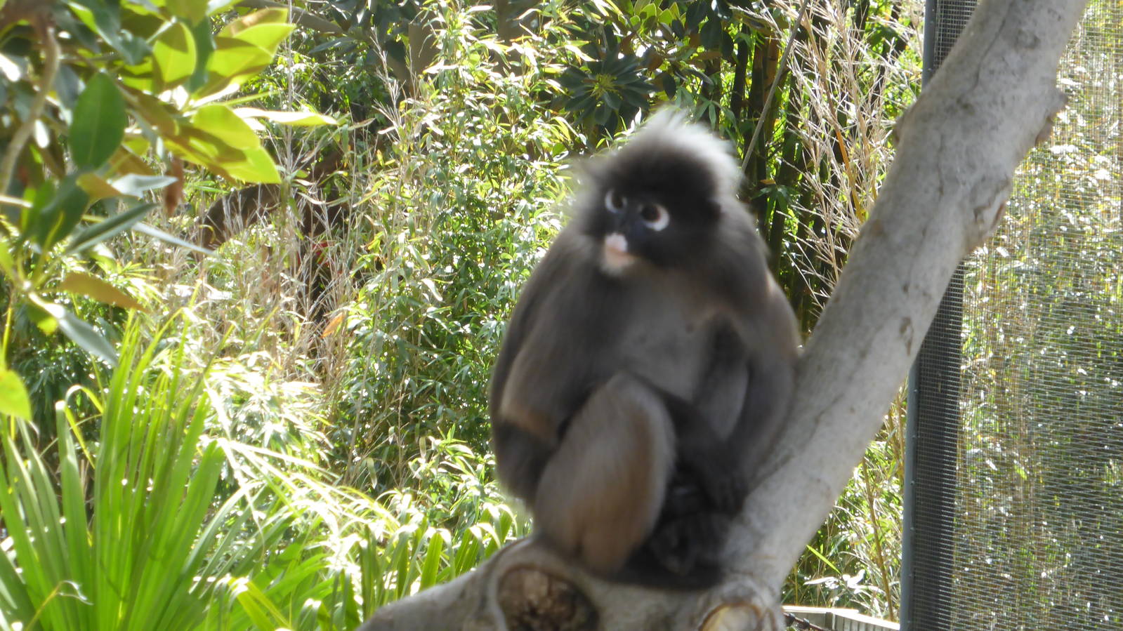 Dusky Langur
