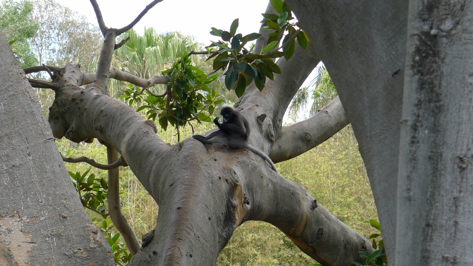 Dusky Langur