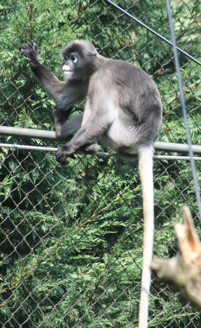 Dusky langur