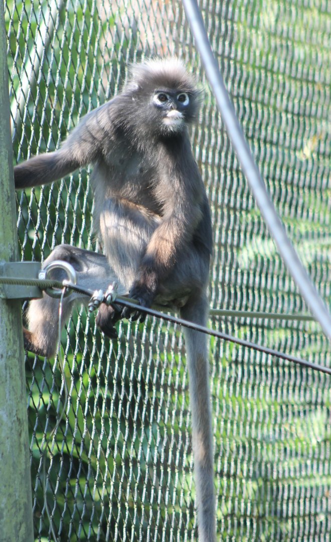 Dusky langur