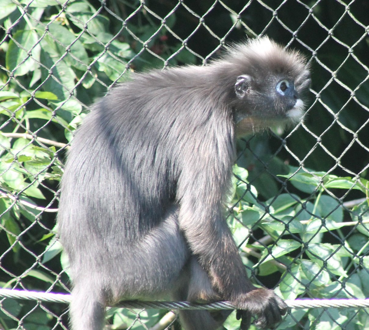 Dusky Langur