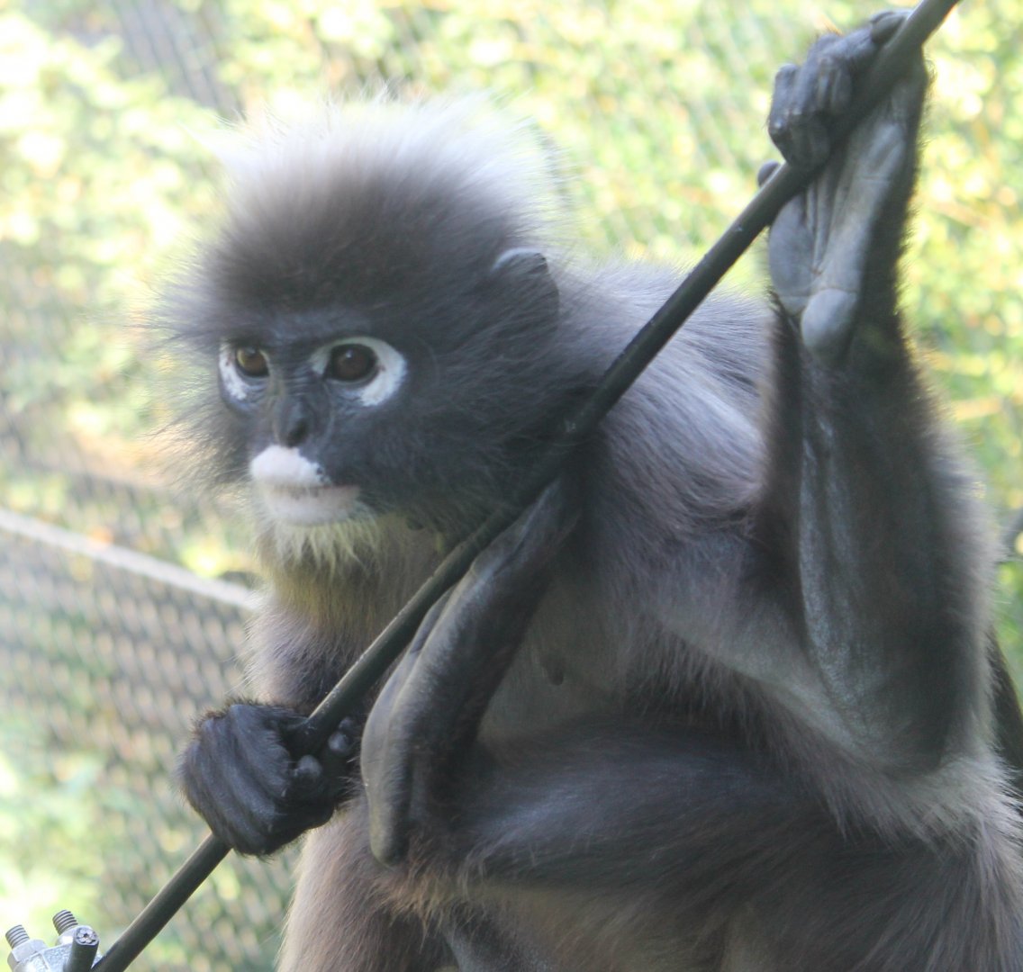 Dusky langur