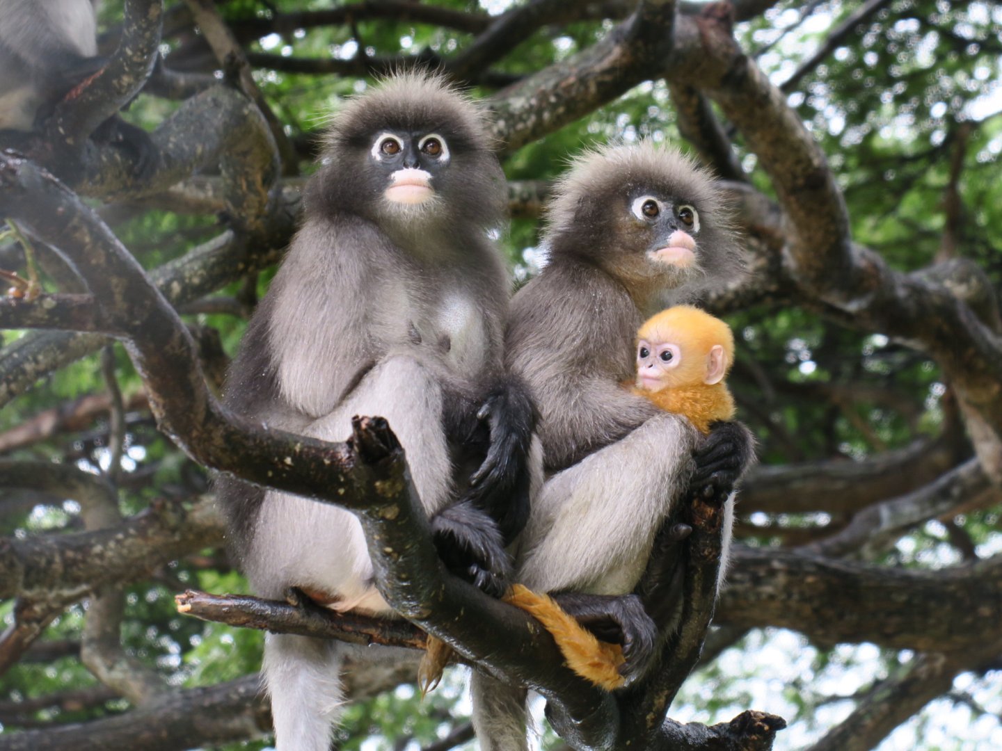 dusky langur