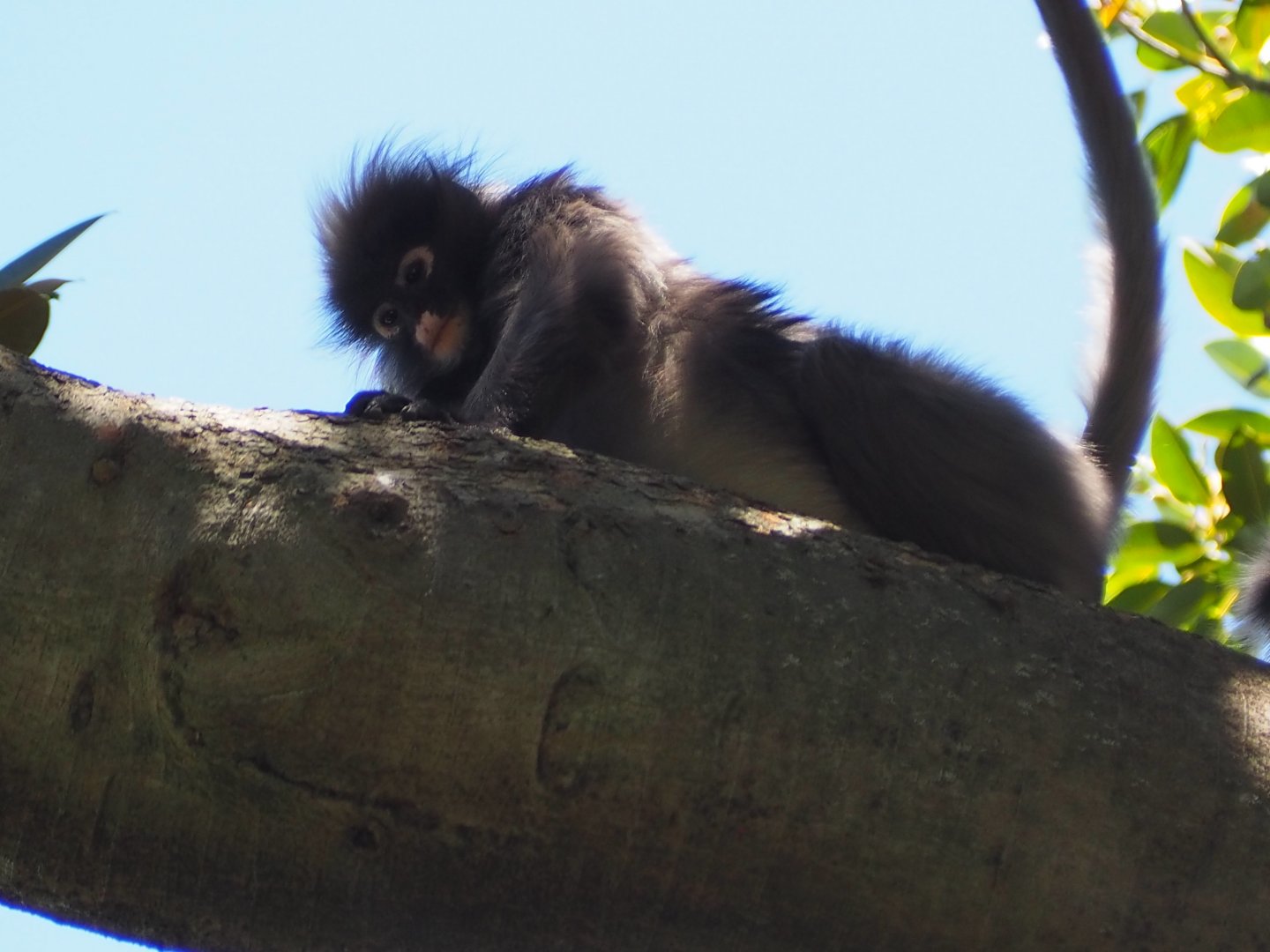 Dusky Langur