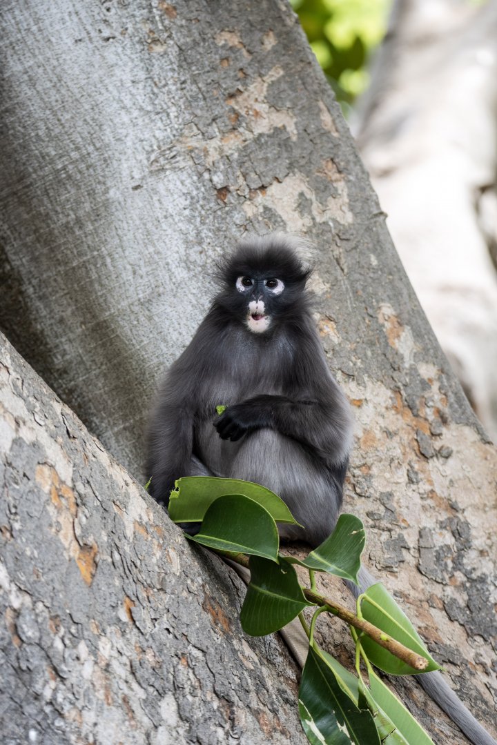Dusky Langur