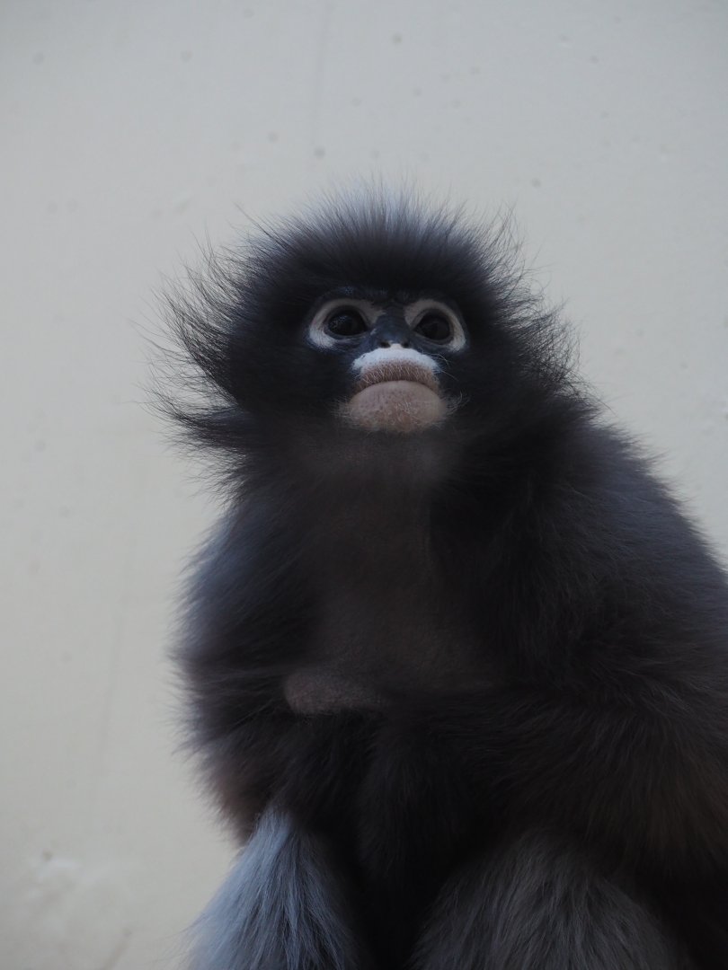 Dusky Langur