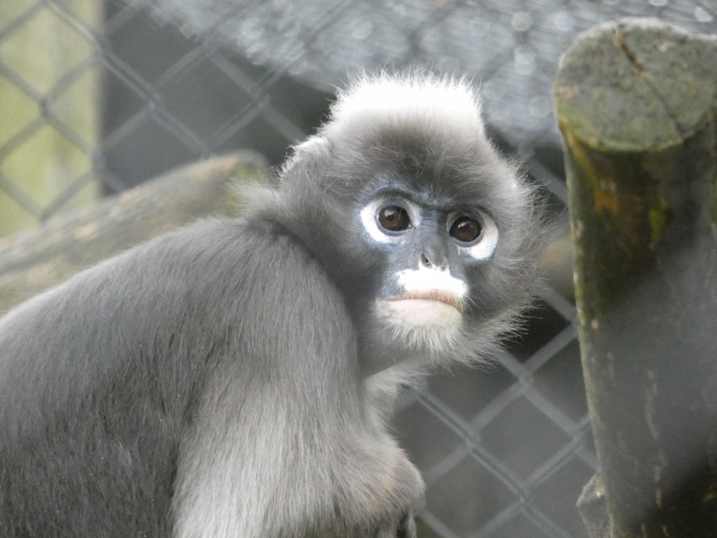 Dusky langur